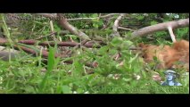 Black Mamba Bites Lion Stock Footage