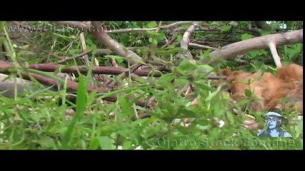 Black Mamba Bites Lion Stock Footage