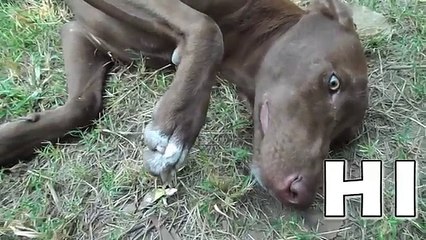 Diwali 2018 - Dogs Message For You On This Diwali - Say No to Crackers