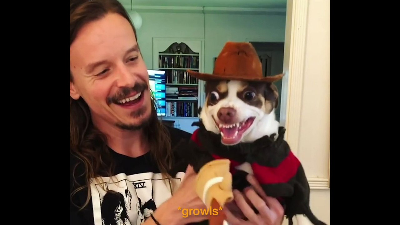 Dog Dressed As Freddy Krueger