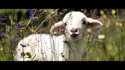The House That Jack Built - Official US Trailer - HD - IFC Films