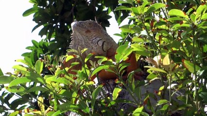 Rencontre avec les iguanes en Floride