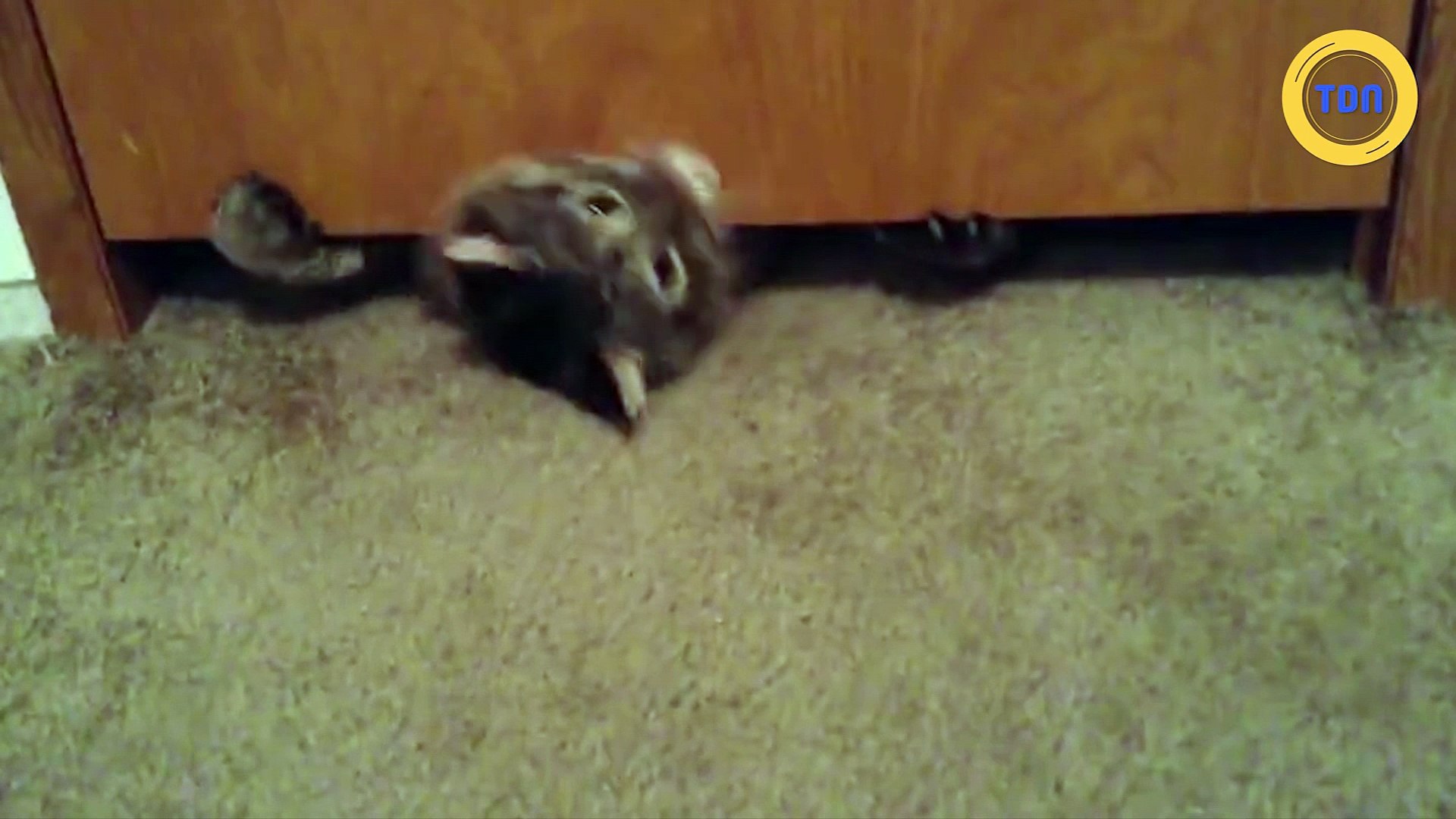 Un chat passe sous une porte - Vidéo Dailymotion