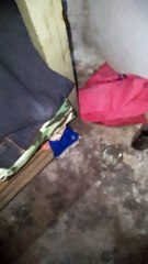 Hen egg! very active on popping out the eggs!