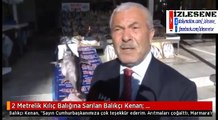 2 Metrelik Kılıç Balığına Sarılan Balıkçı Kenan : Bazı Balıklar Yanında Yatmalık