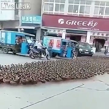 Il promène des milliers de canards dans les rues comme un troupeau !