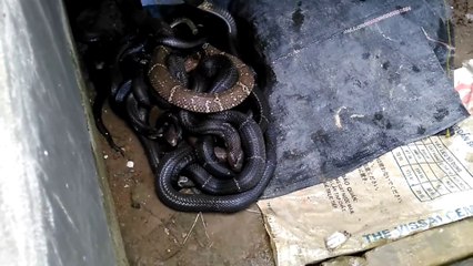 Il nous montre son élevage de cobras au fond du jardin