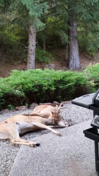 Un lynx sauvage remmène sa proie juste devant la maison de cet homme