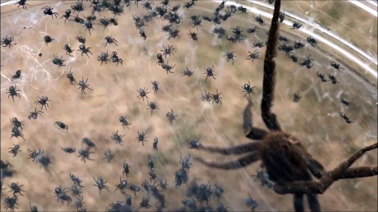 Cette araignée banane et ses milliers de bébés vont vous donner des cauchemars