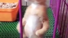 Gatito en 2 patas 