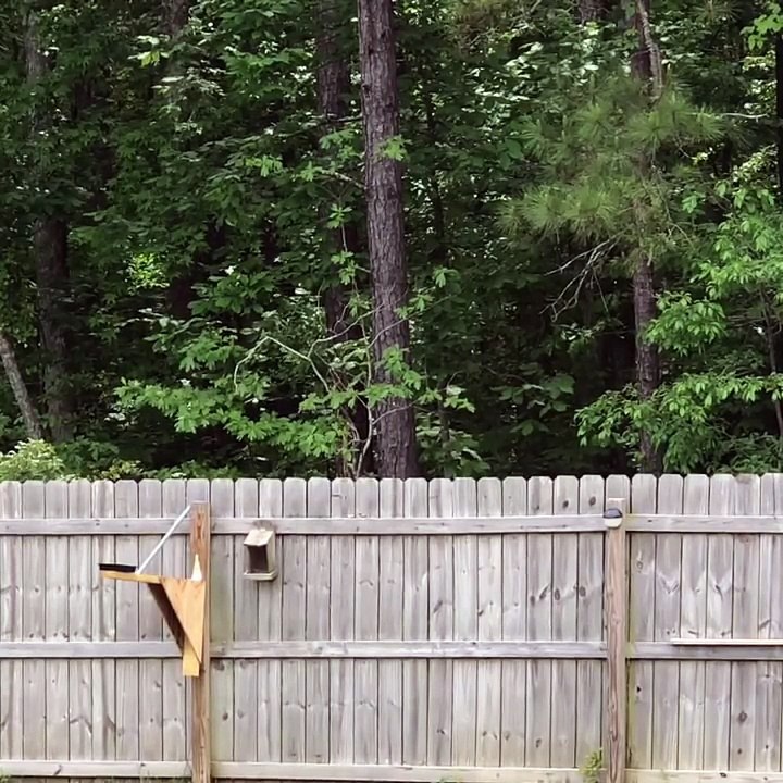 Catapulte à écureuil