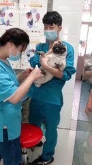 Un carlin se fait couper les griffes