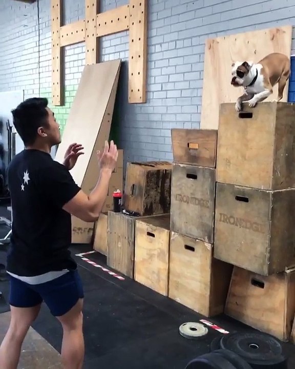Jeu de confiance entre un chien et son maitre