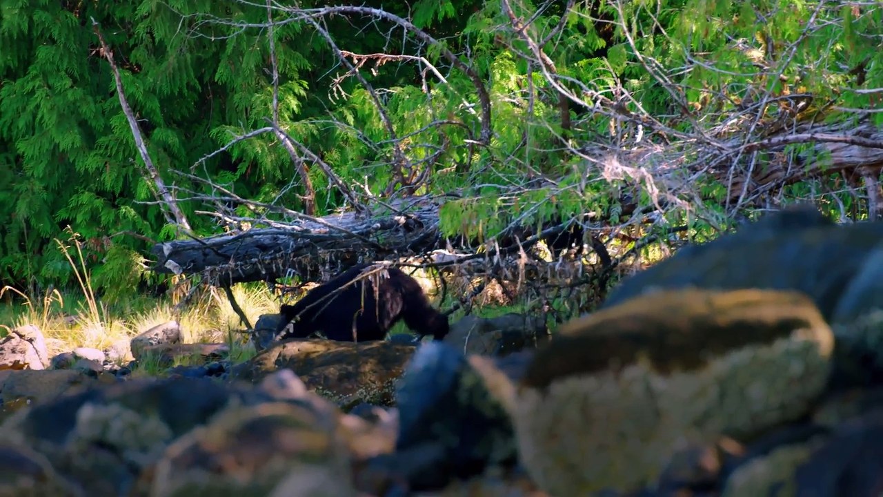Undiscovered Vistas Series 1 14 of 14 The Canadian Rainforest