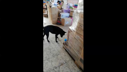 Silvia Bum Bum - Adopted 2015, Revisited in April 🐾