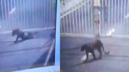 गुजरात विधानसभा में घुसा तेंदुआ, पकड़ने में जुटी टीमें