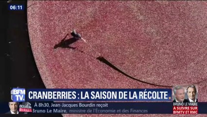 La saison de la récolte des cranberries touche à sa fin aux États-Unis