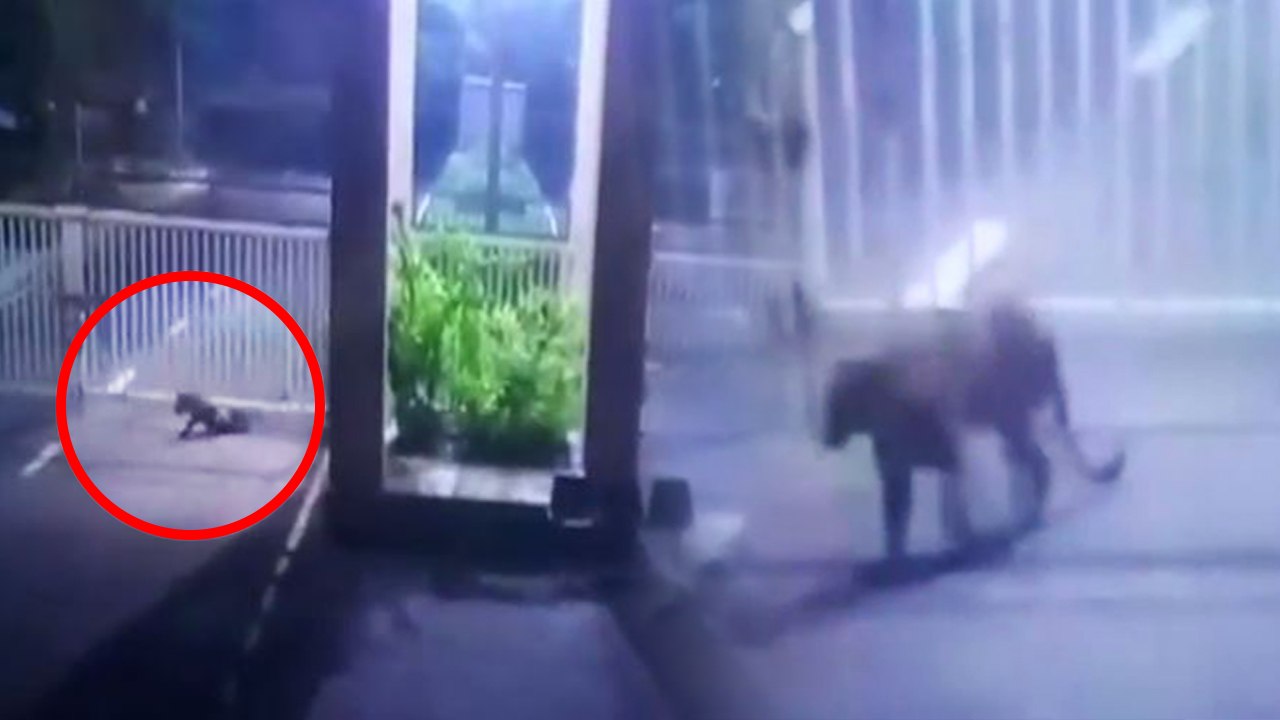 Gujarat Secretariat में घुसा Leopard , Search Operation जारी | Watch CCTV Footage | वनइंडिया हिंदी