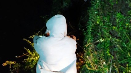 Amazing Owl Rescue from Roadway