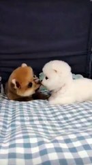 cute action of two puppies
