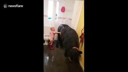 Three-year-old takes pony into the bathroom for a warm shower