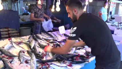 Karadeniz'de Bir Zamanlar 300'ü Bulan Balık Çeşitleri Bugünlerde 15-20'lere Kadar Geriledi