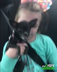 I hope this dog's name is Lucifer.   Submit your videos and you could win $25K!
