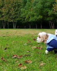 Your best friend knows you want Michelob ULTRA. Let him handle the beer run. #DogCostume #Halloween