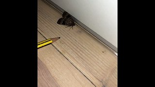 Moth doing 180 backflip