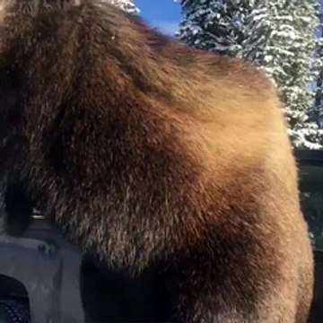 Curious mother moose sticking her head through the window