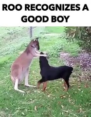 All species of animal can identify a good boy.