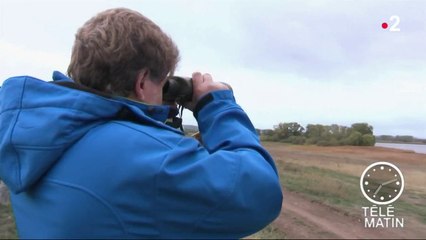 Sans frontières – 400 000 grues cendrées traversent l’Allemagne chaque automne