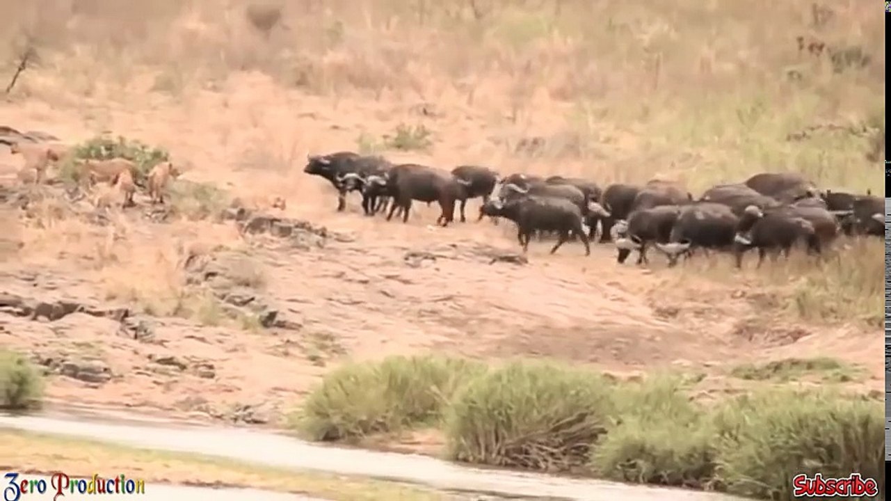 Emotion! Hero Buffalo save the family Warthog From Lion - Tiger vs Buffalo, Leopard,Lion vs Antelope(000027.518-001138.431)