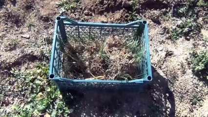 'Mucize bitki'nin kökü de yaprağı da para kazandırıyor - KARABÜK