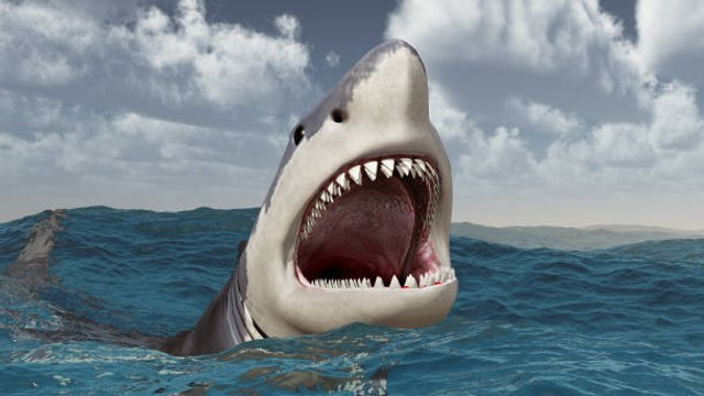 5 choses insolites à savoir sur les requins