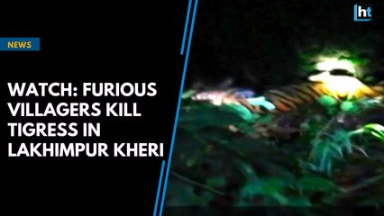 Watch: Furious villagers kill tigress in Lakhimpur Kheri