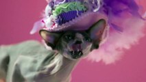 Hairless Cats Wearing Fancy Hats