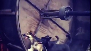 Dogs on an oversized hamster wheel
