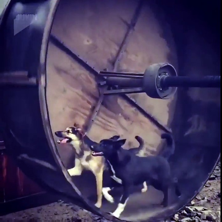 Dogs on an oversized hamster wheel