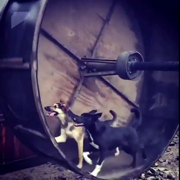 Dogs on an oversized hamster wheel