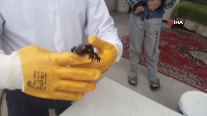 Malatya'da Sarı Benekli Semender Bulundu