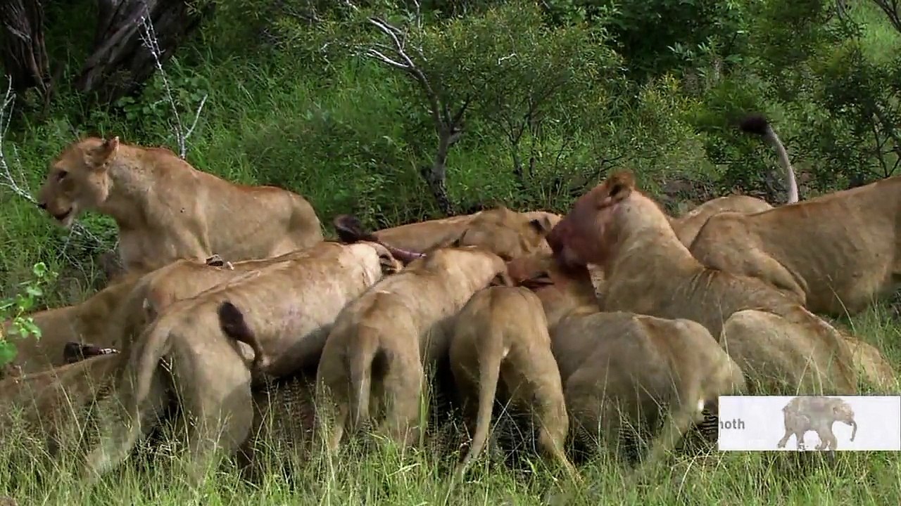Thế Giới Động Vật - Đàn Sư Tử Với Cuộc Chiến Sinh Tồn
