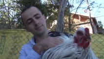 3 Yıl Önce Gördüğü Brahma Cinsi Tavukları Yaygınlaştırmayı Amaçlıyor