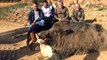 Sakarya'da Avcılar, 350 Kiloluk Dev Domuzu Avlayıp Hatıra Fotoğrafı Çektirdi