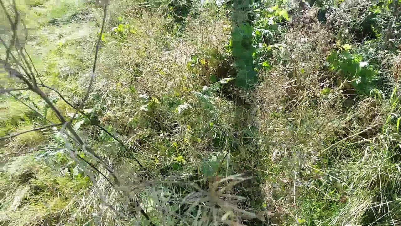 opel vectra b - Vorstellung des Autos I soo tv