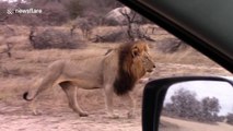 Rare sighting of five male lions spotted together in Kruger National Park
