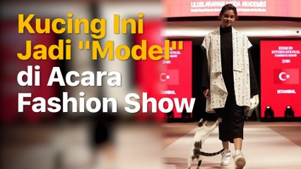Aksi Kucing yang Cakar Model di Atas Catwalk
