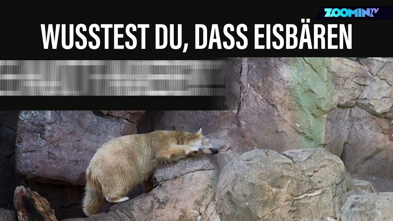 Was man über Eisbären wissen sollte