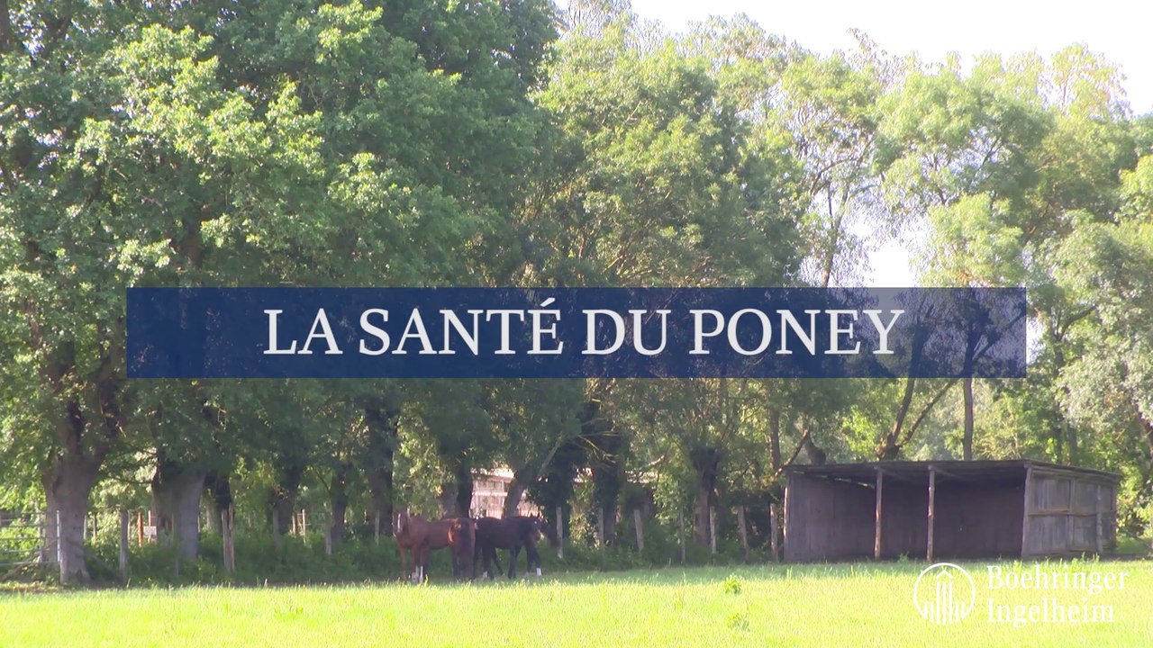La santé du poney