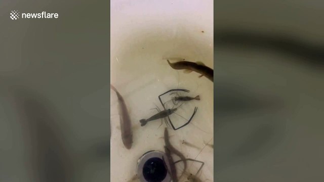 Male shrimp shoos other fish away from his pregnant partner